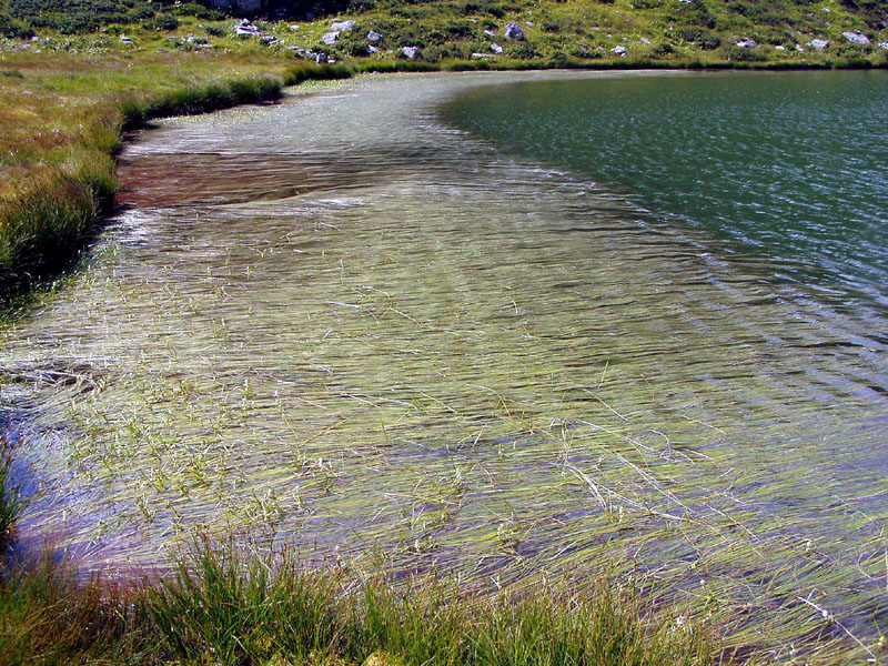 Sparganium angustifolium Michx. Coltellaccio natante.